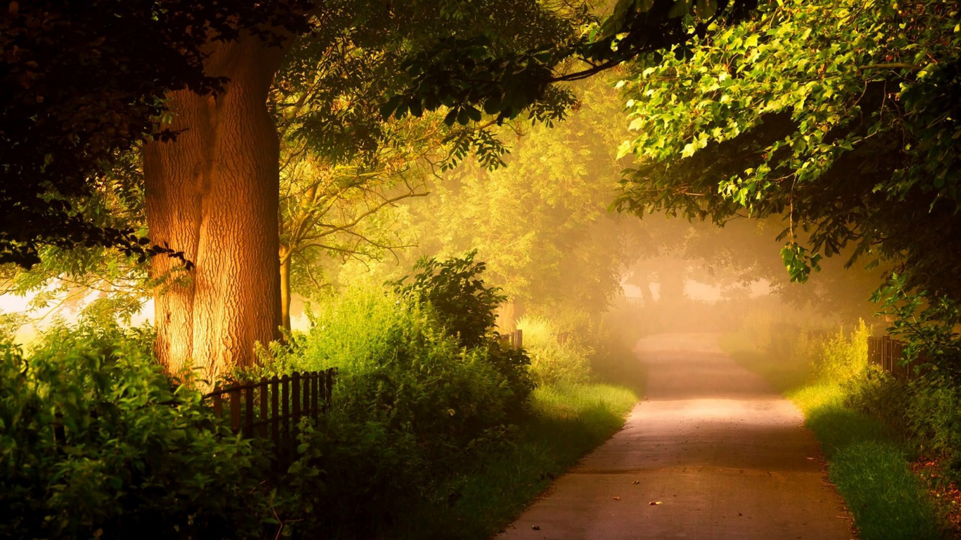 Camino Entre Árboles Verdes Durante el Día.. Wallpaper in 1366x768 Resolution