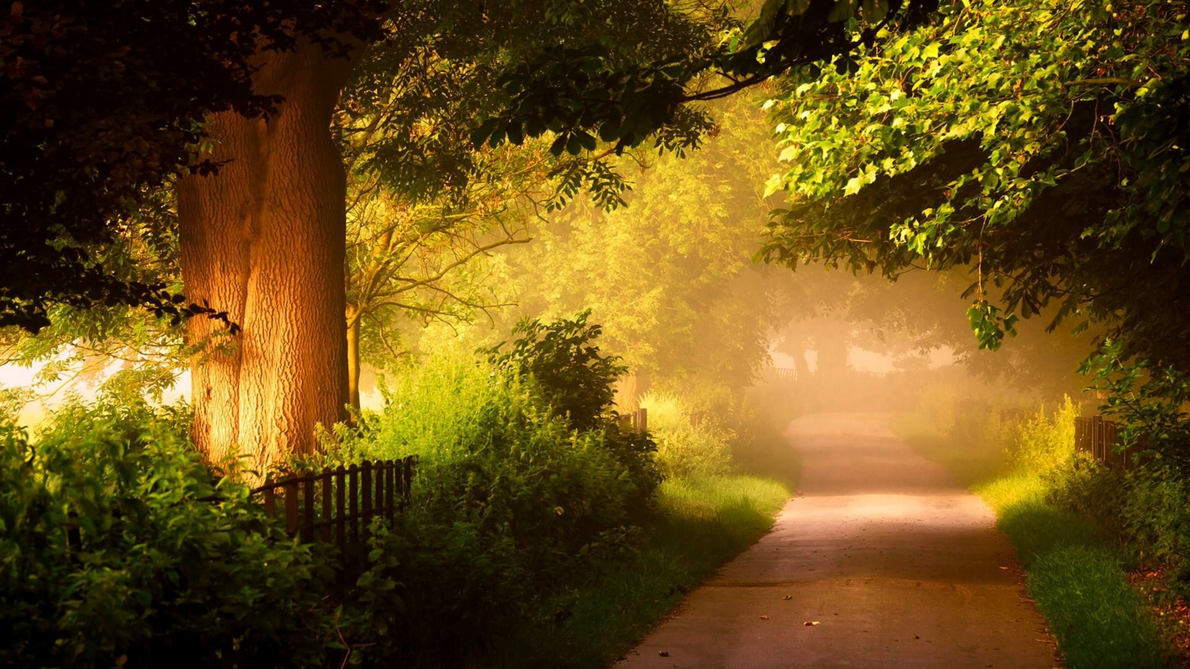 Chemin Entre Les Arbres Verts Pendant la Journée. Wallpaper in 3840x2160 Resolution