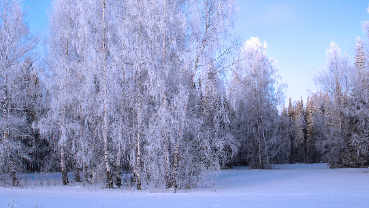 Snow Covered Trees During Daytime. Wallpaper in 1280x720 Resolution