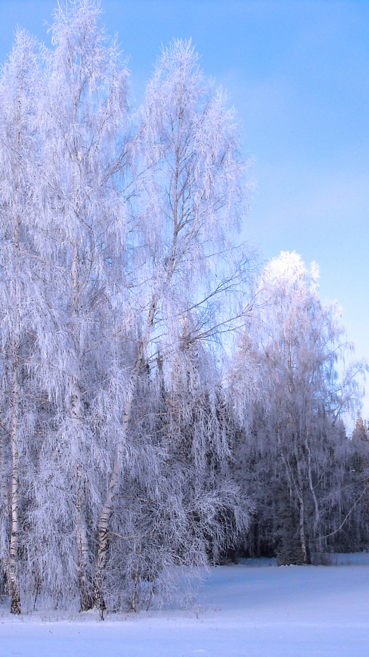 Snow Covered Trees During Daytime. Wallpaper in 750x1334 Resolution