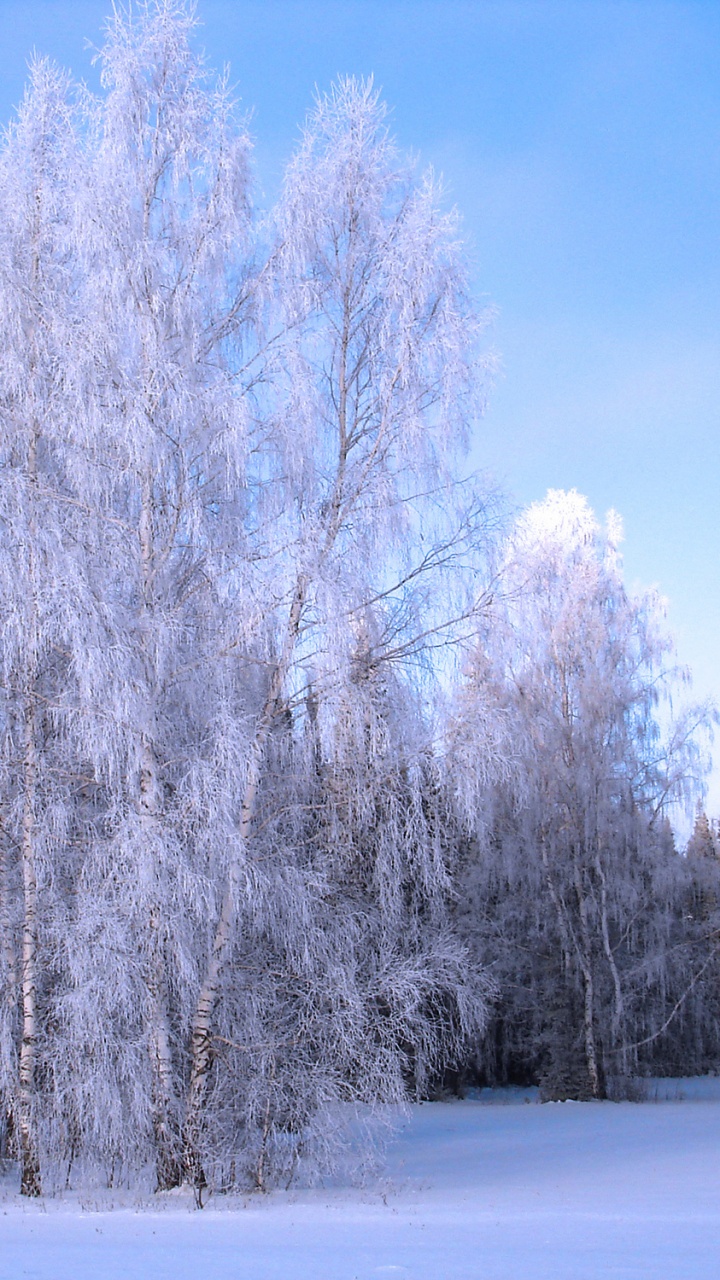 Arbres Couverts de Neige Pendant la Journée. Wallpaper in 720x1280 Resolution