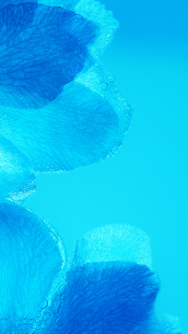 Huawei Nova, Huawei Nova 3, 华为nova 3i, 华为nova 3e, 华为nova 2i 壁纸 750x1334 允许