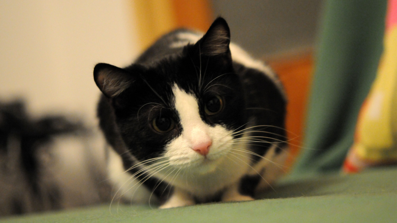 Tuxedo Cat Lying on Green Textile. Wallpaper in 1366x768 Resolution