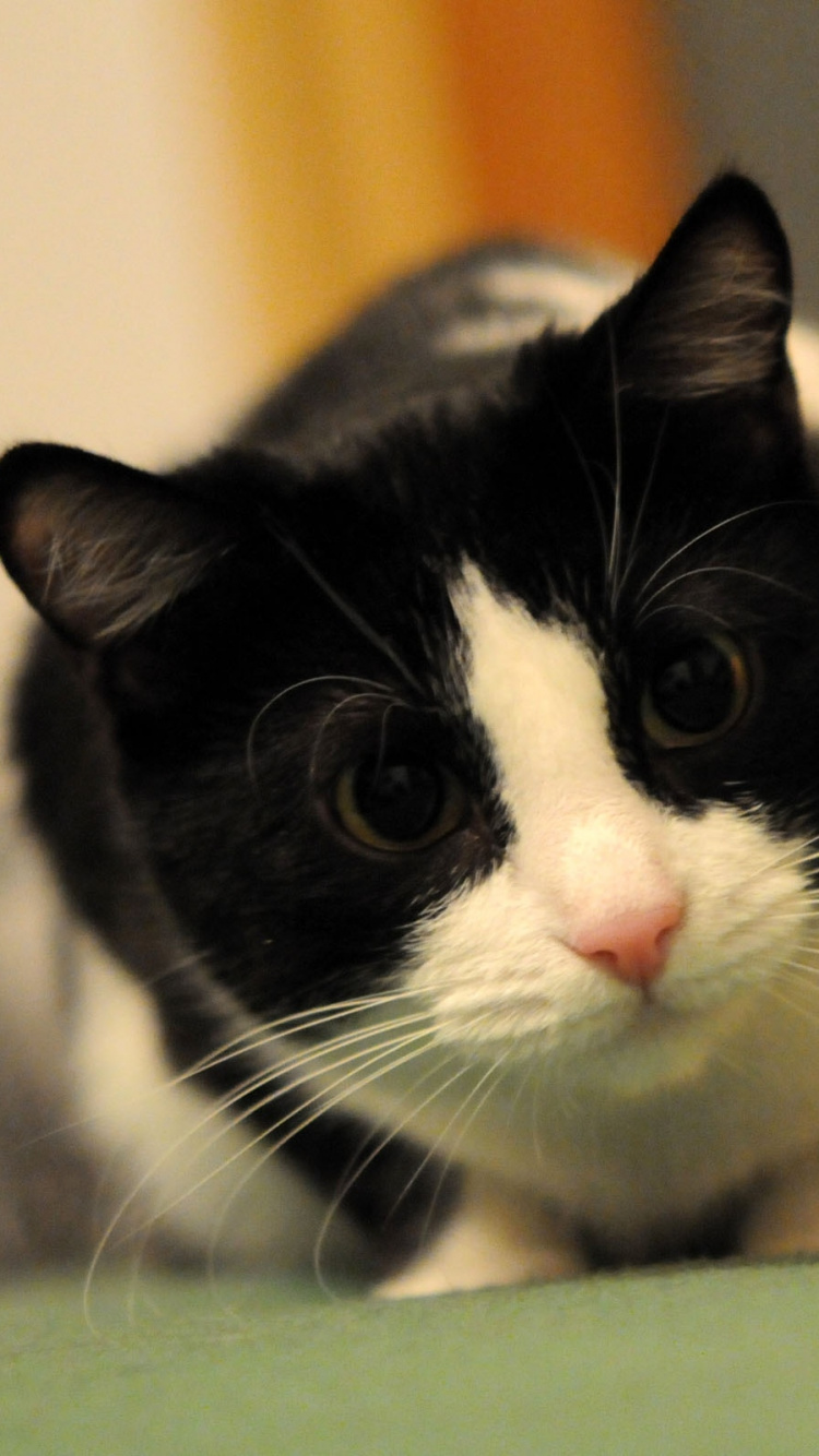 Tuxedo Cat Lying on Green Textile. Wallpaper in 750x1334 Resolution
