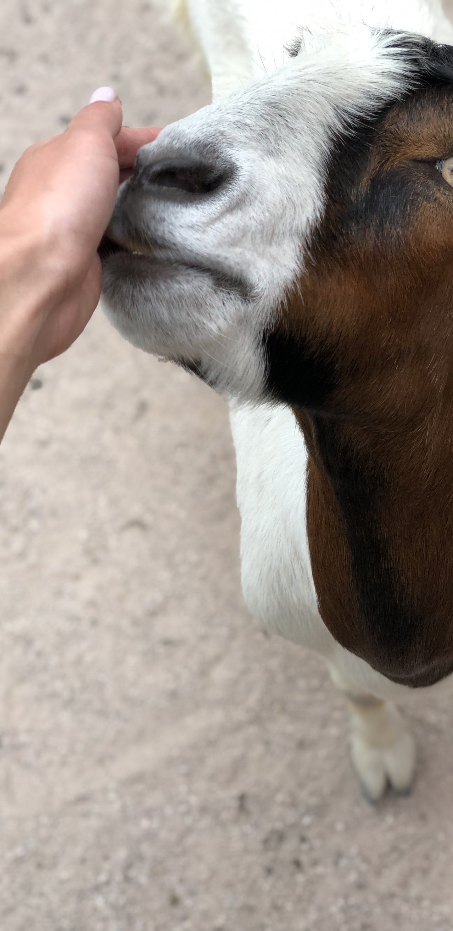 Goat, Skin, Goats, Terrestrial Animal, Jaw. Wallpaper in 1440x2960 Resolution