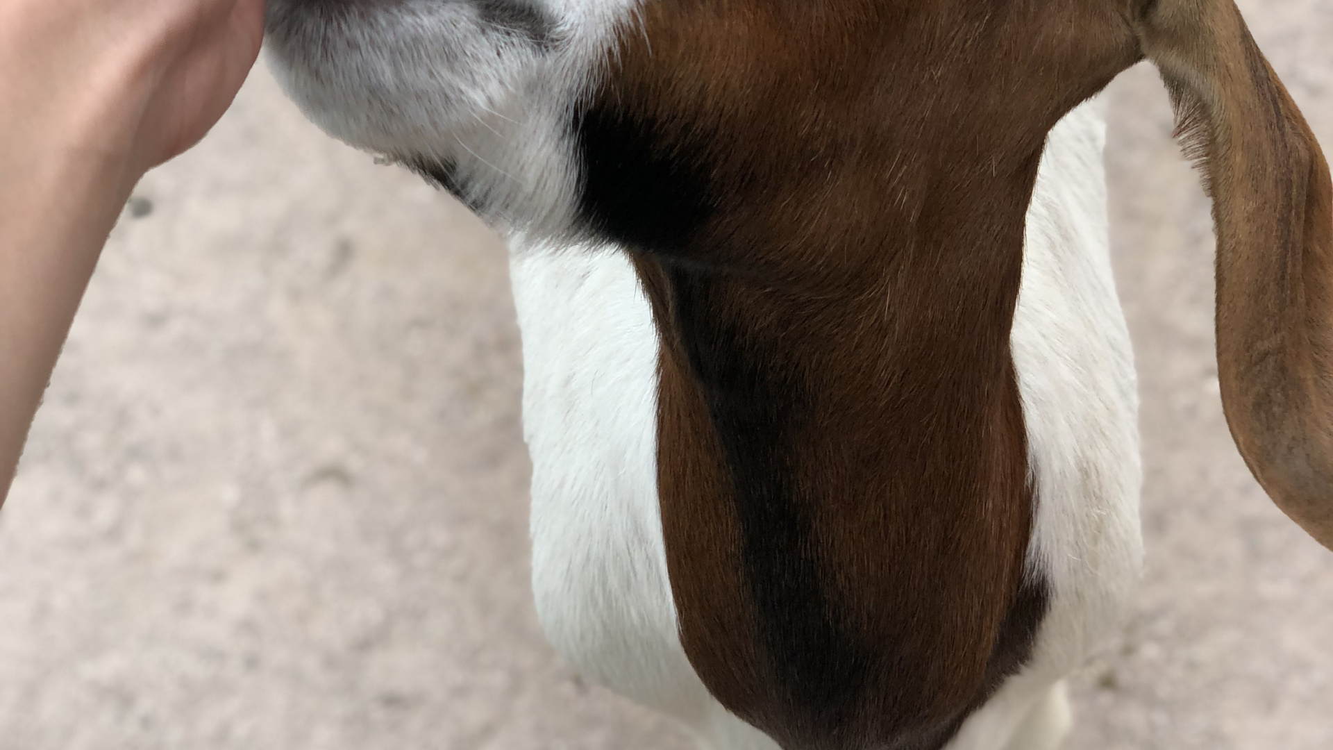 Goat, Skin, Goats, Terrestrial Animal, Jaw. Wallpaper in 1920x1080 Resolution