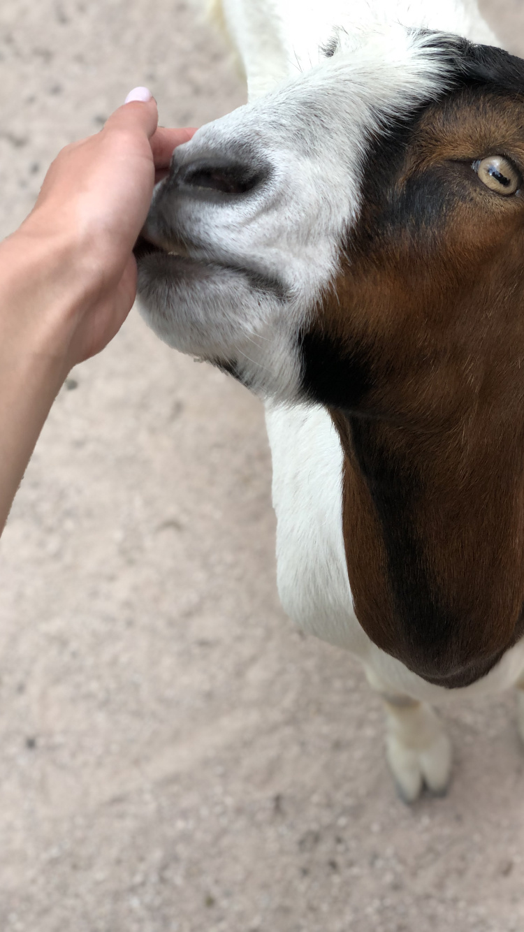 Goat, Skin, Goats, Terrestrial Animal, Jaw. Wallpaper in 750x1334 Resolution