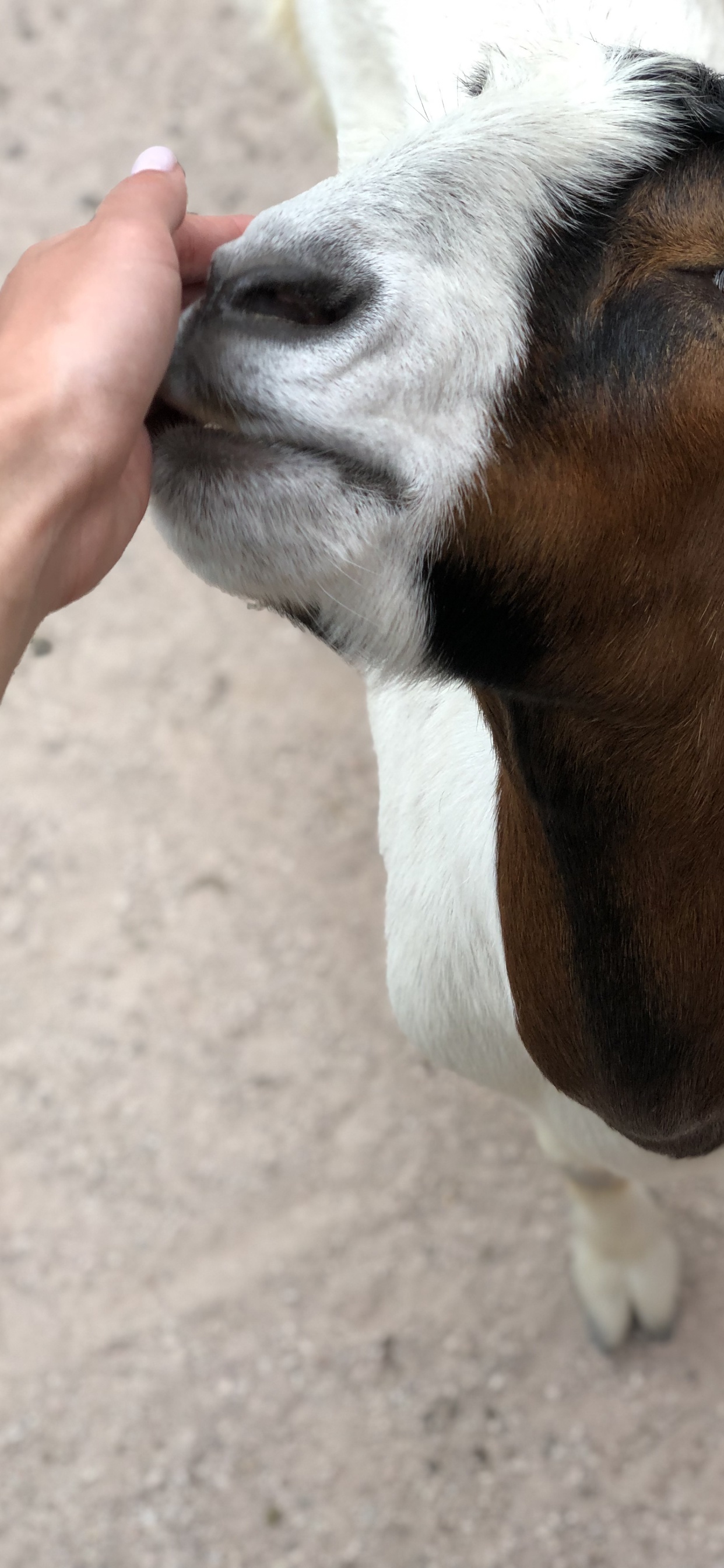 Piel, Cabra, Los Animales Terrestres, Quijada, Organo. Wallpaper in 1242x2688 Resolution