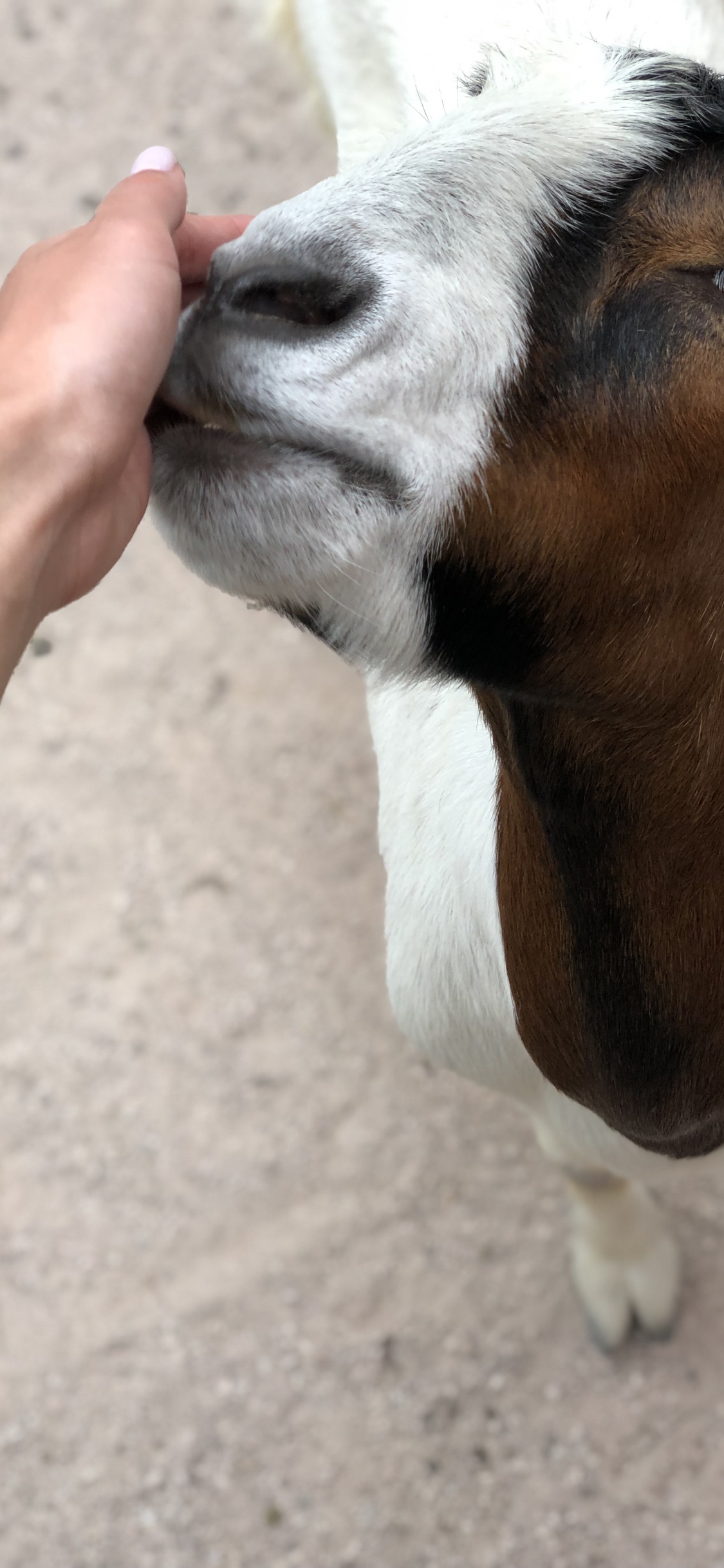 Ziege, Haut, Terrestrische Tier, Kiefer, Organ. Wallpaper in 1125x2436 Resolution