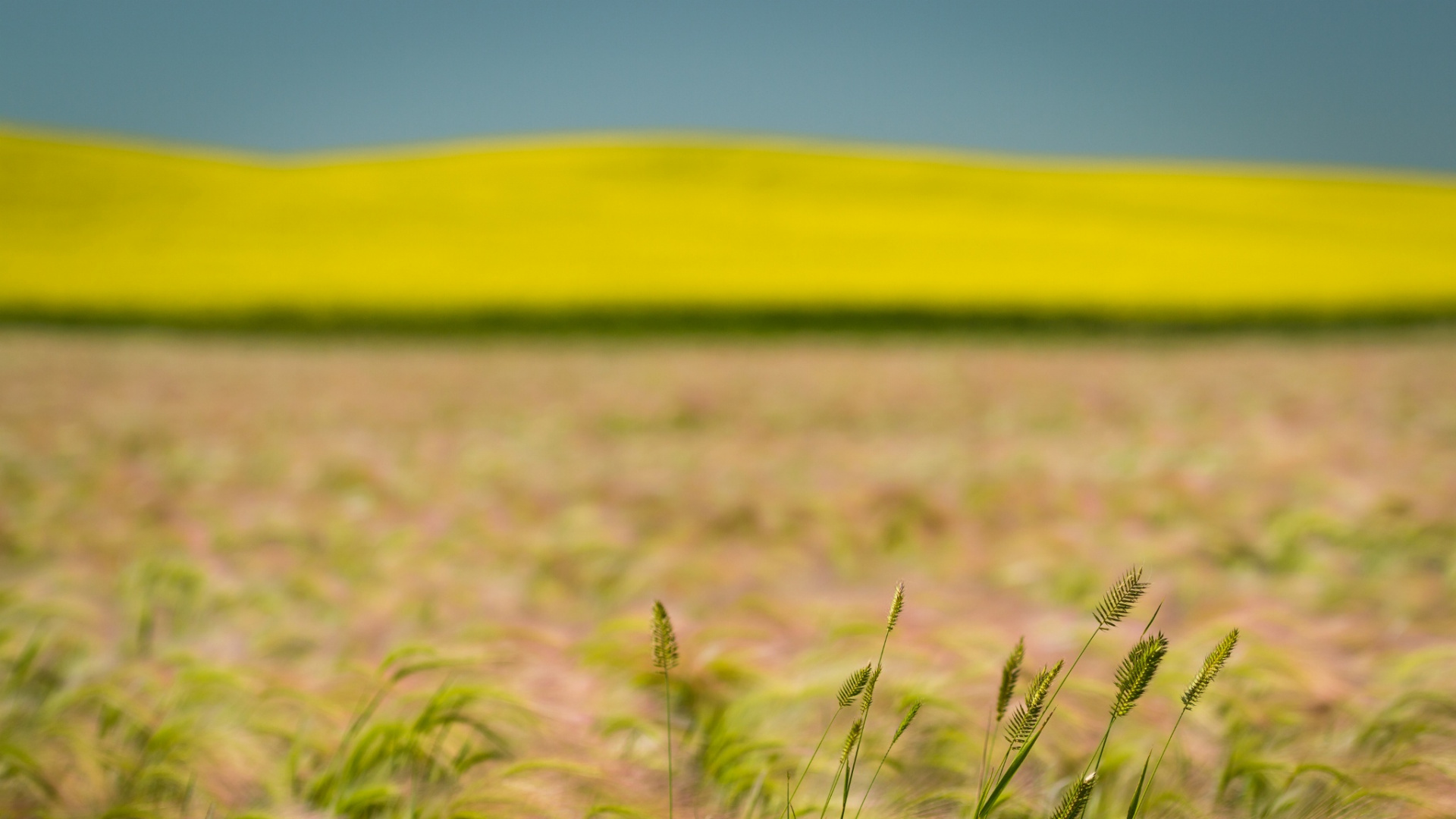 Brown and Green Grass Field During Daytime. Wallpaper in 1920x1080 Resolution