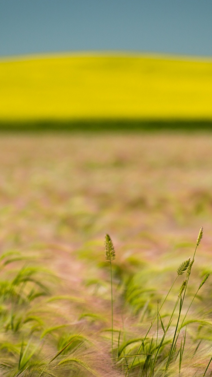 Champ D'herbe Brune et Verte Pendant la Journée. Wallpaper in 720x1280 Resolution