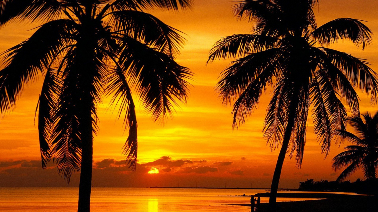 Silhouette of Palm Tree Near Body of Water During Sunset. Wallpaper in 1280x720 Resolution