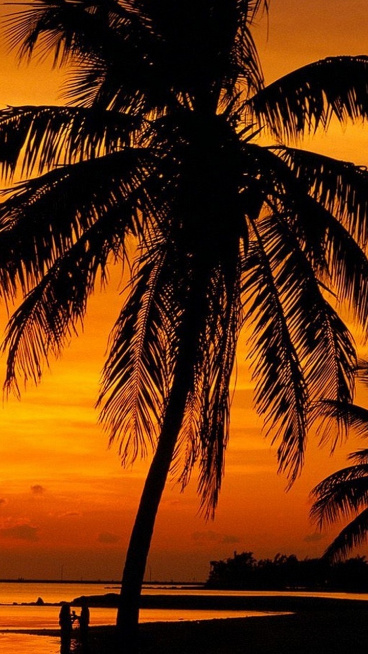Silhouette of Palm Tree Near Body of Water During Sunset. Wallpaper in 720x1280 Resolution