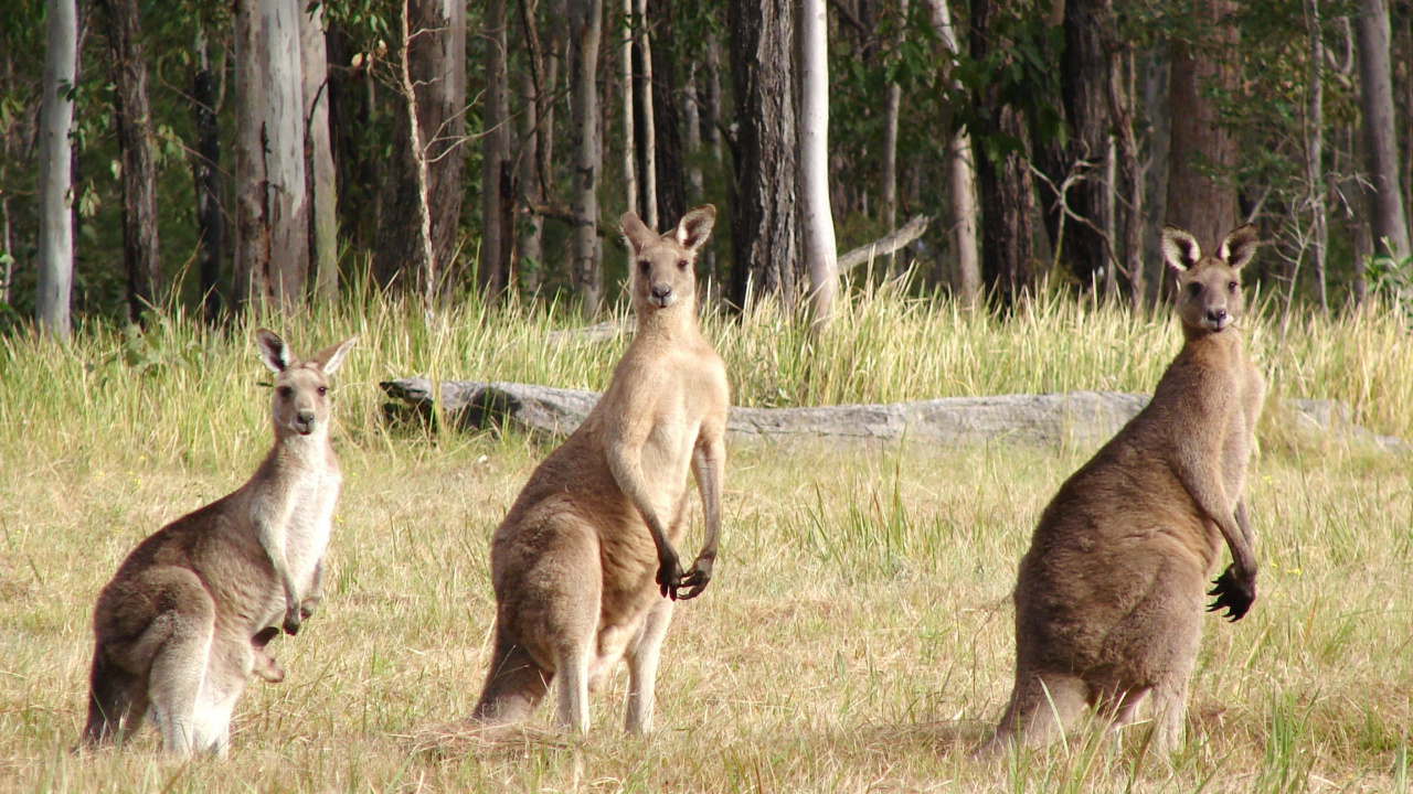 Brown Kangaroo and White and Brown Kangaroo on Green Grass Field During Daytime. Wallpaper in 1280x720 Resolution