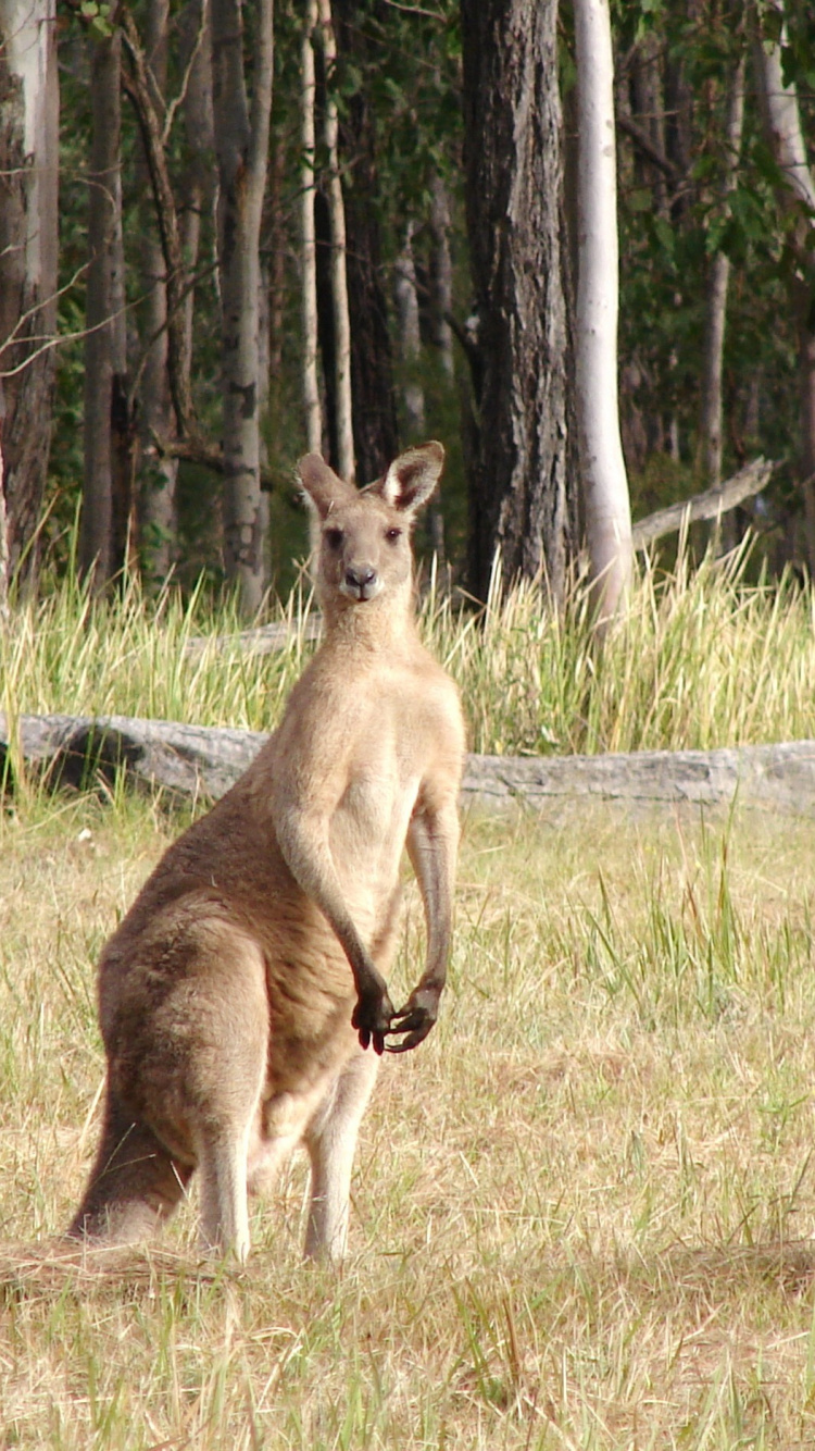Brown Kangaroo and White and Brown Kangaroo on Green Grass Field During Daytime. Wallpaper in 750x1334 Resolution