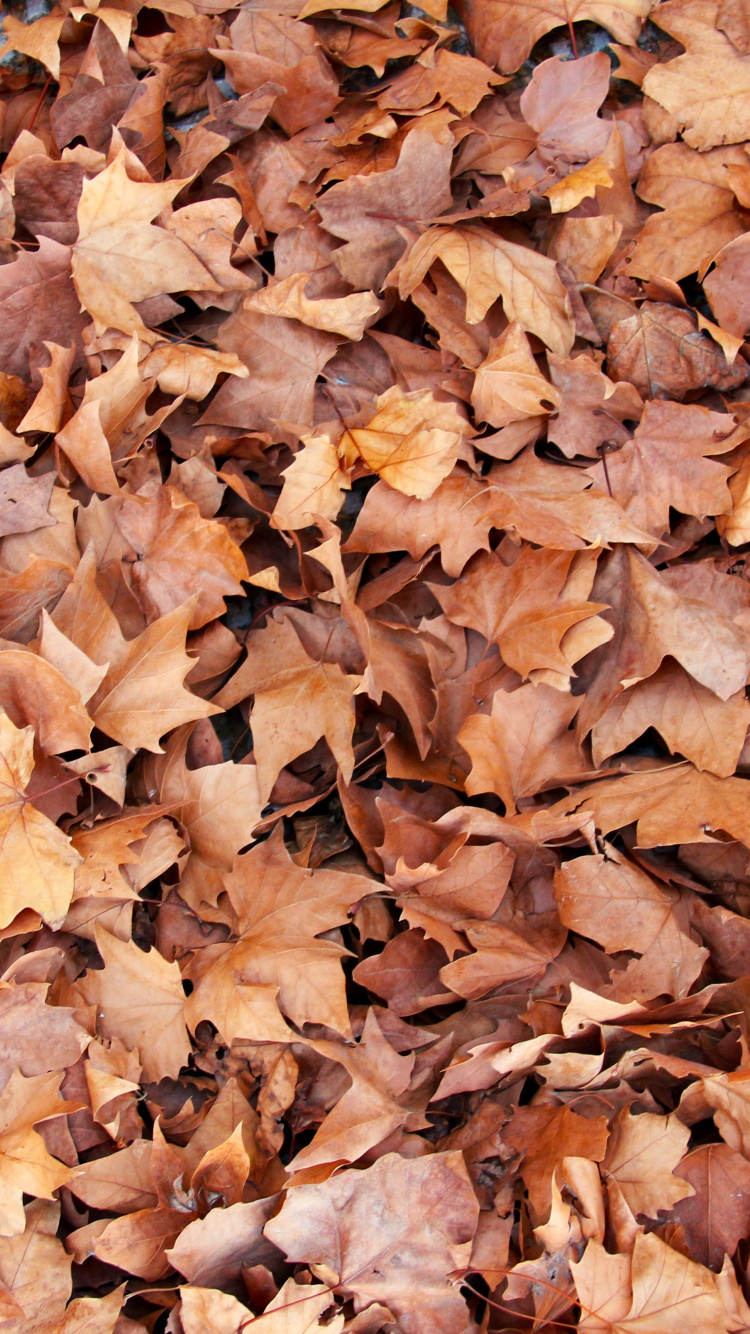 Braune Getrocknete Blätter Auf Dem Boden. Wallpaper in 750x1334 Resolution
