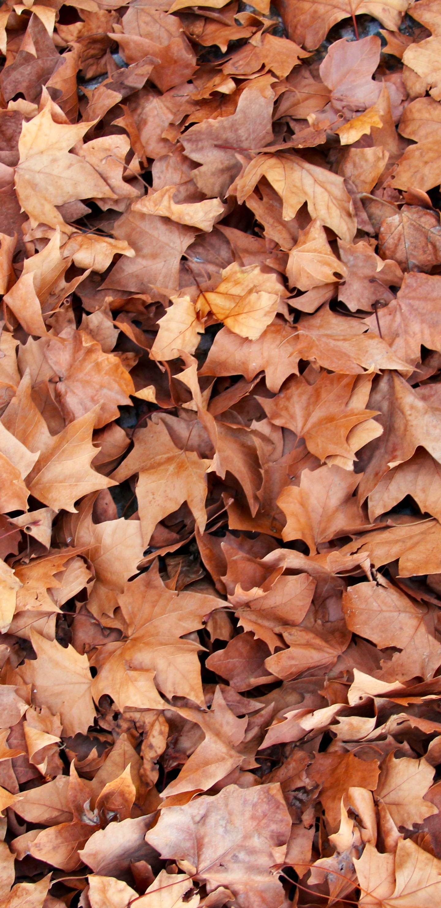 Feuilles Séchées Brunes au Sol. Wallpaper in 1440x2960 Resolution