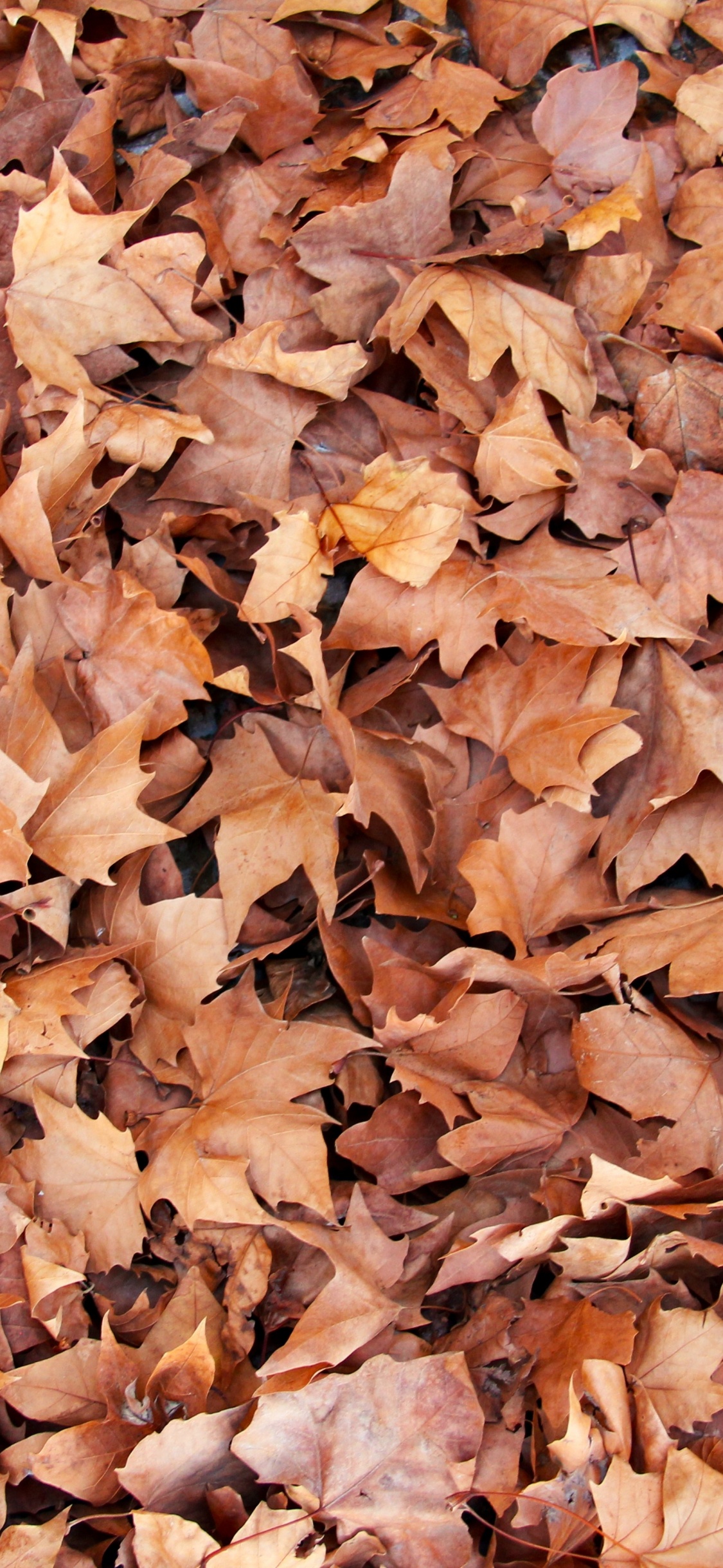 Hojas Secas Marrones en el Suelo. Wallpaper in 1125x2436 Resolution