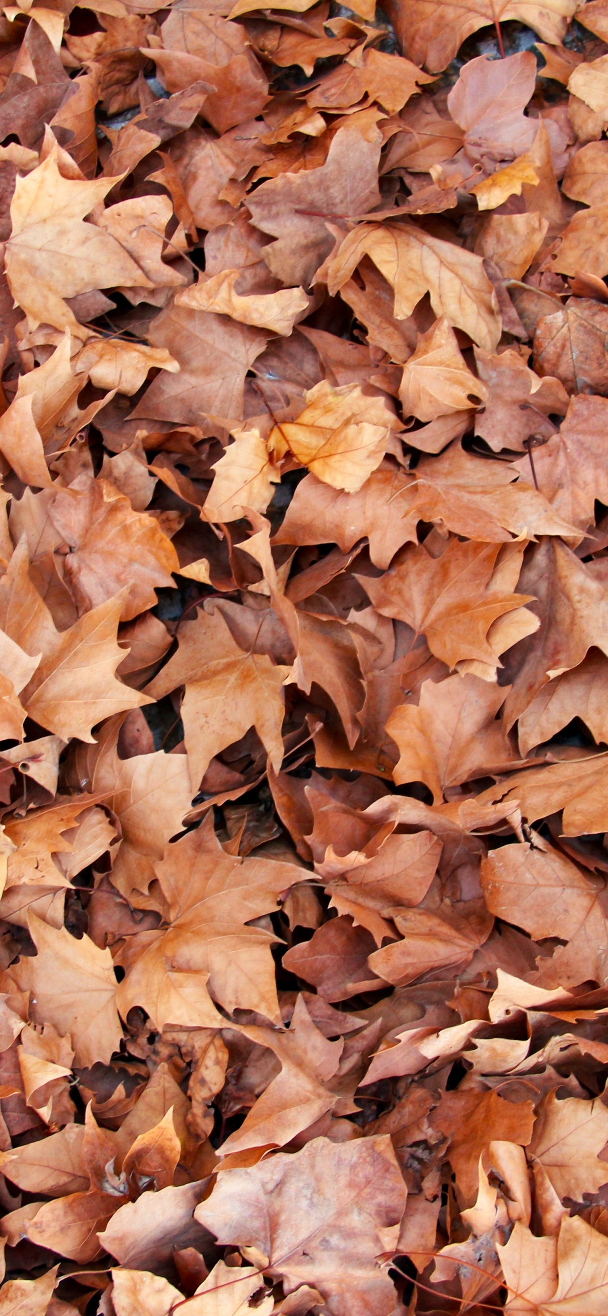 Hojas Secas Marrones en el Suelo. Wallpaper in 1242x2688 Resolution