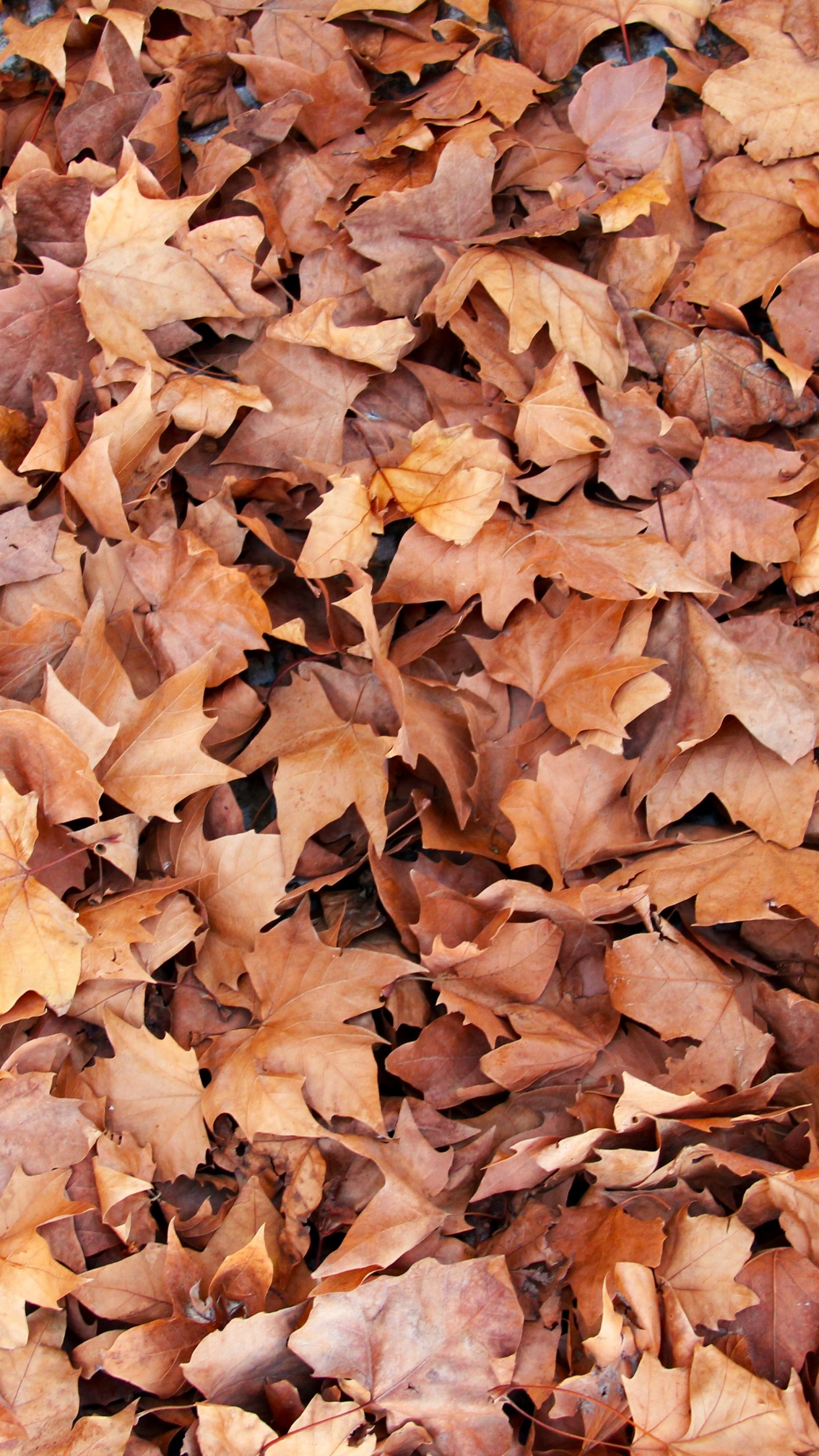 Hojas Secas Marrones en el Suelo. Wallpaper in 1440x2560 Resolution