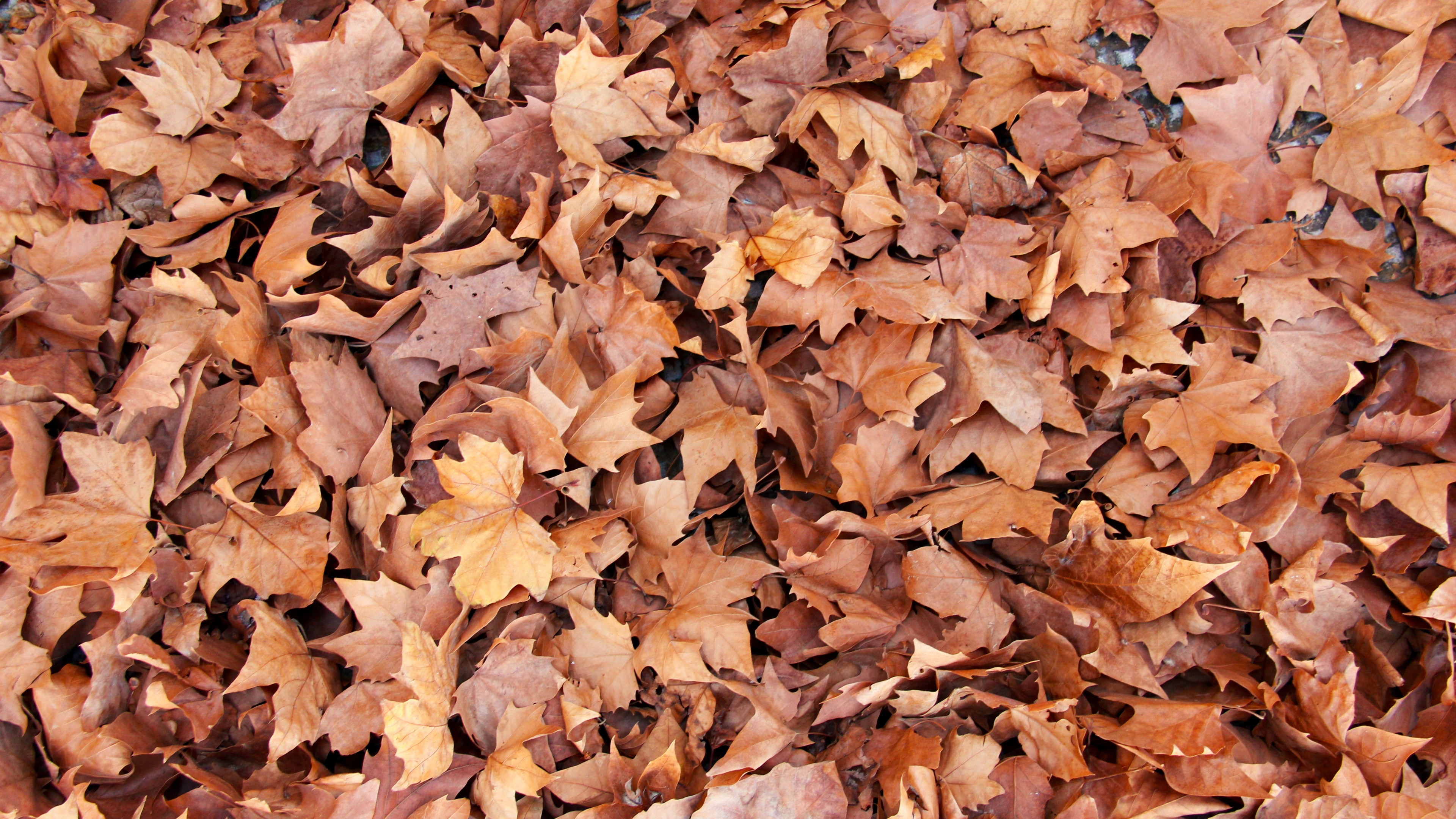 Hojas Secas Marrones en el Suelo. Wallpaper in 3840x2160 Resolution
