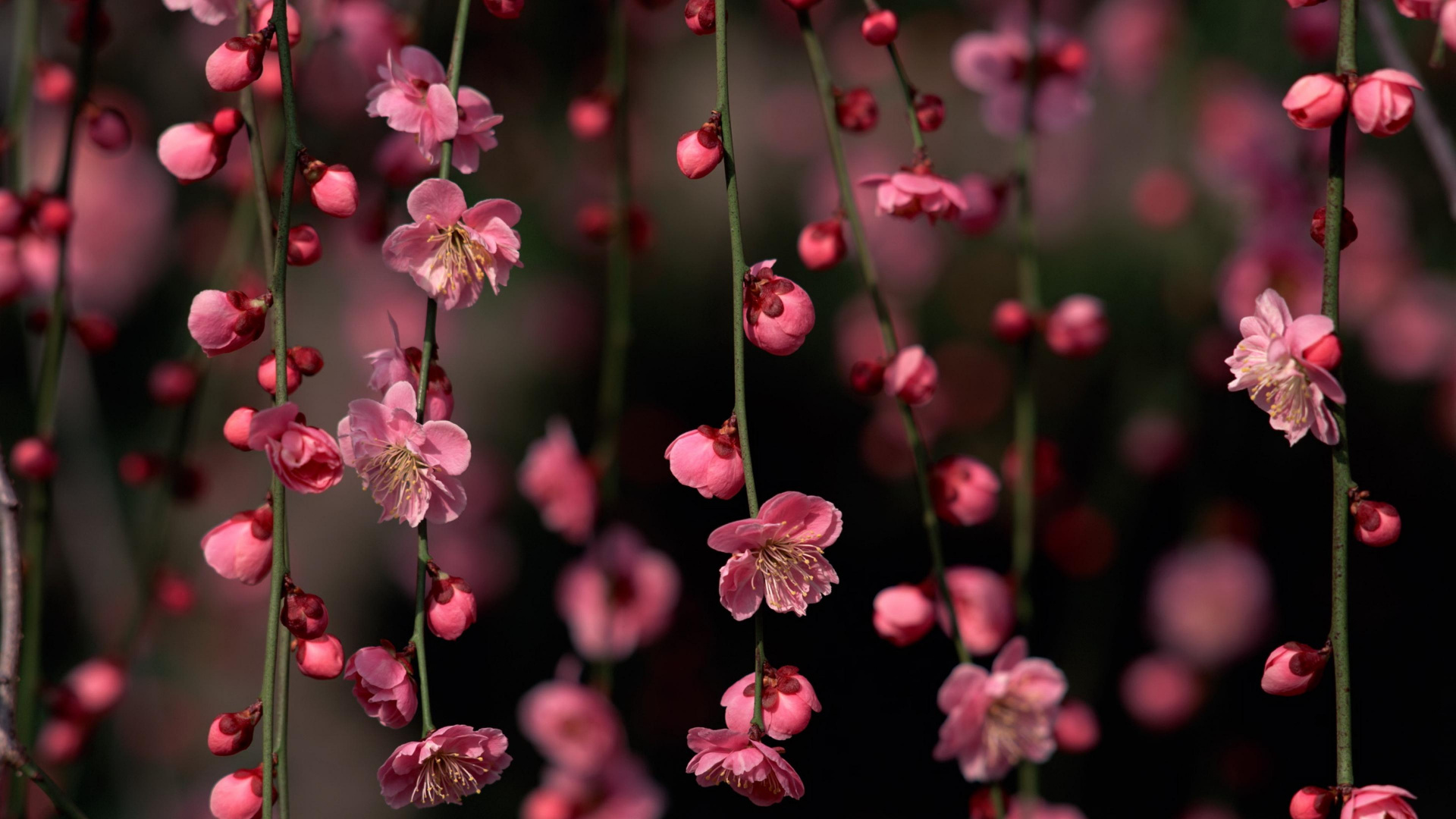 粉红色, 开花, 弹簧, 树枝, 樱花 壁纸 1920x1080 允许