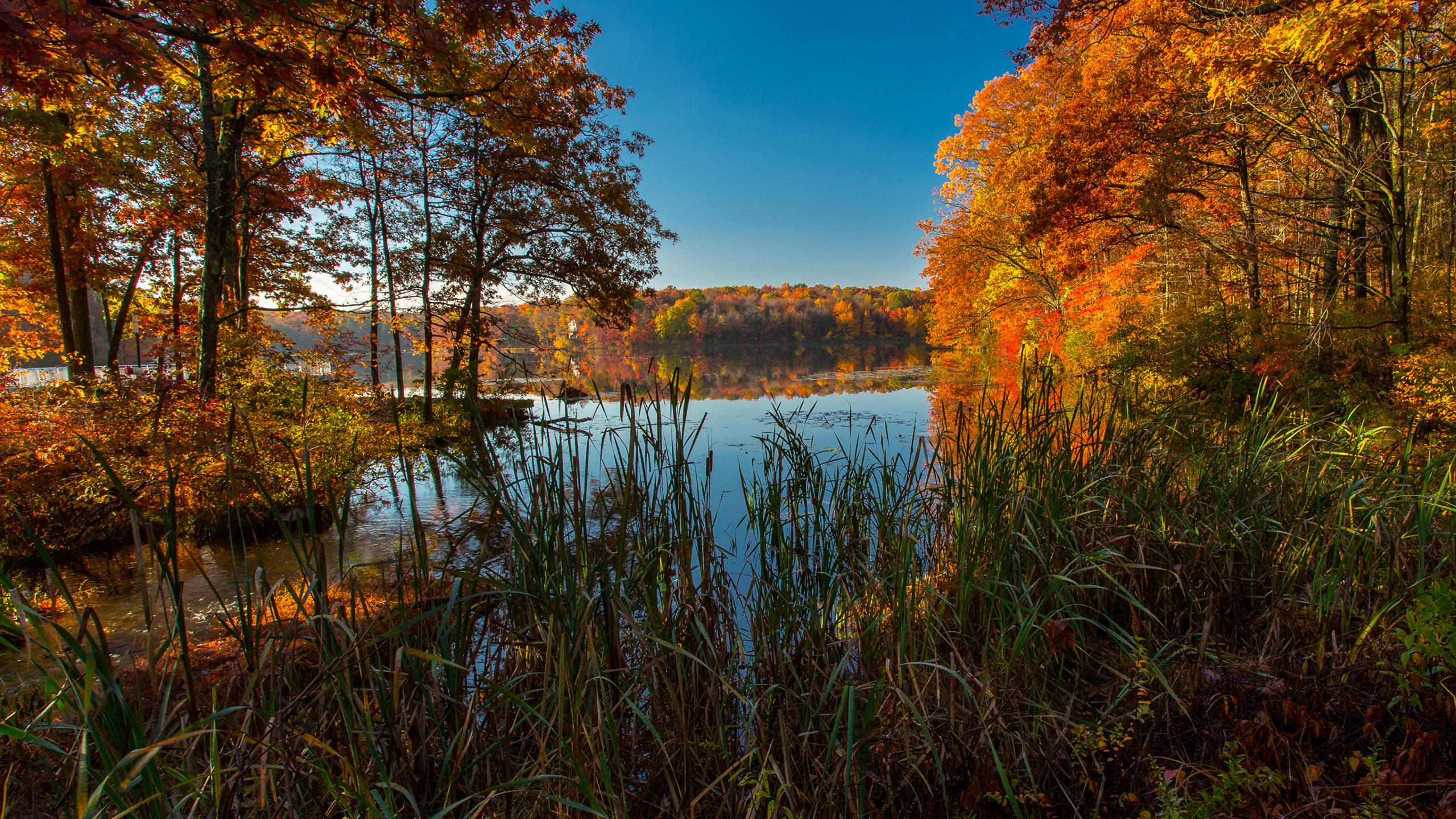 Brown Trees Beside River Under Blue Sky During Daytime. Wallpaper in 2560x1440 Resolution