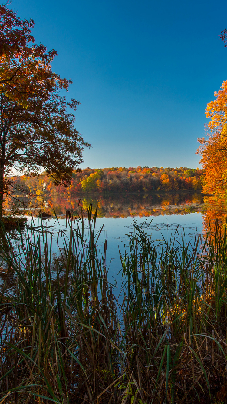 Brown Trees Beside River Under Blue Sky During Daytime. Wallpaper in 750x1334 Resolution