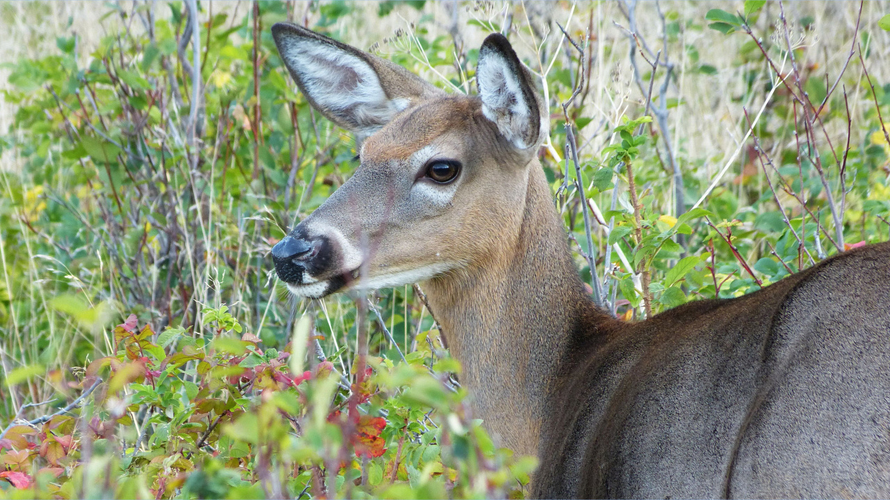 Brown Deer Eating Green Grass During Daytime. Wallpaper in 1280x720 Resolution