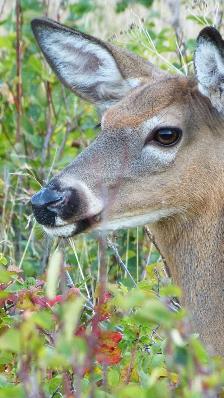Brown Deer Eating Green Grass During Daytime. Wallpaper in 720x1280 Resolution