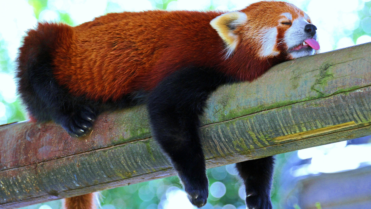 Red Panda on Brown Wooden Post. Wallpaper in 1280x720 Resolution