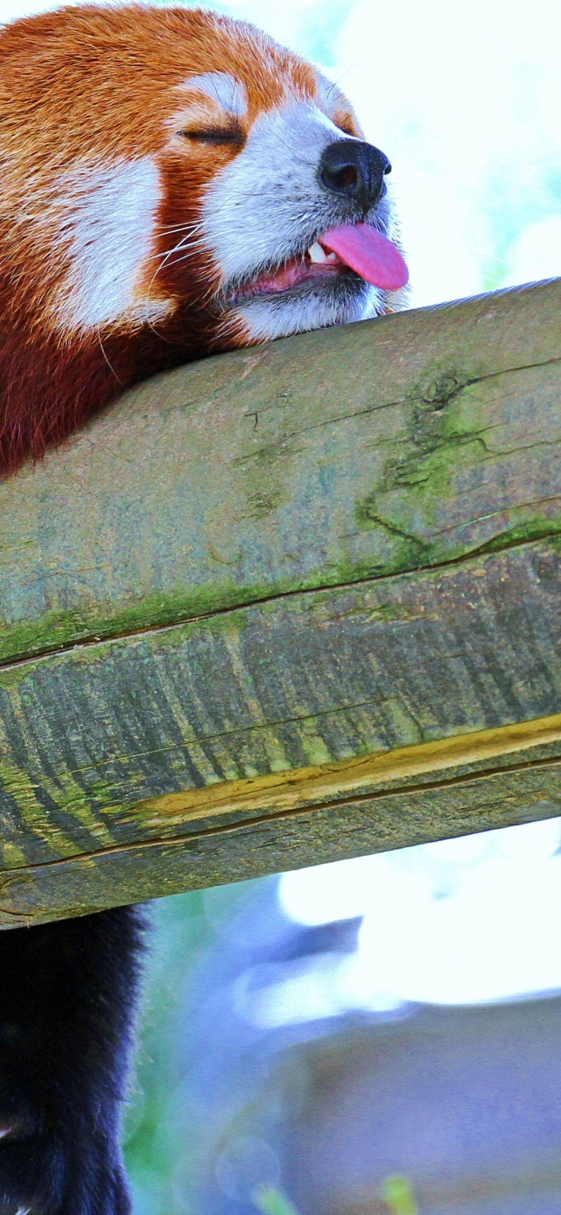 Roter Panda Auf Braunem Holzpfosten. Wallpaper in 1125x2436 Resolution