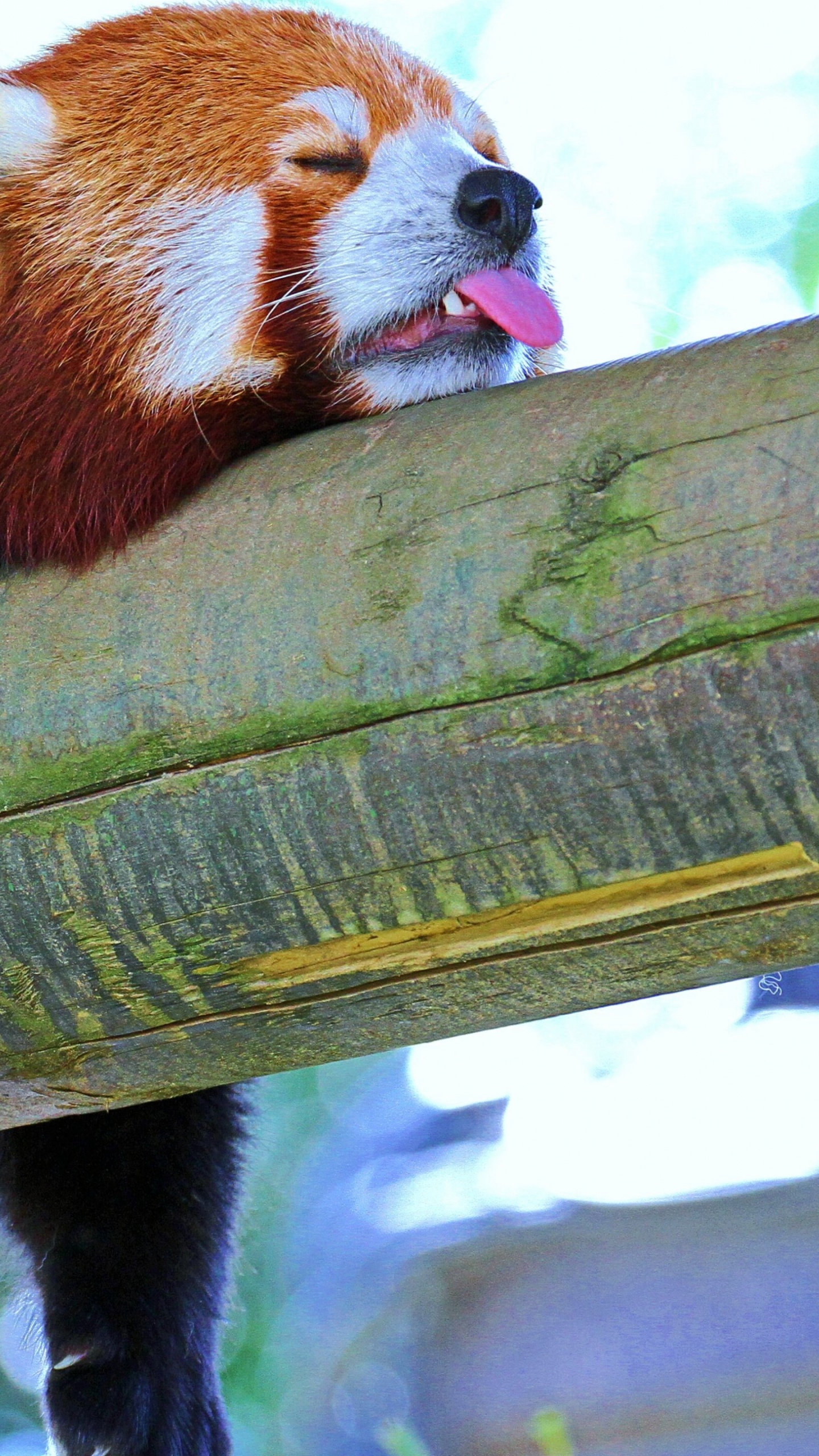 Roter Panda Auf Braunem Holzpfosten. Wallpaper in 1440x2560 Resolution