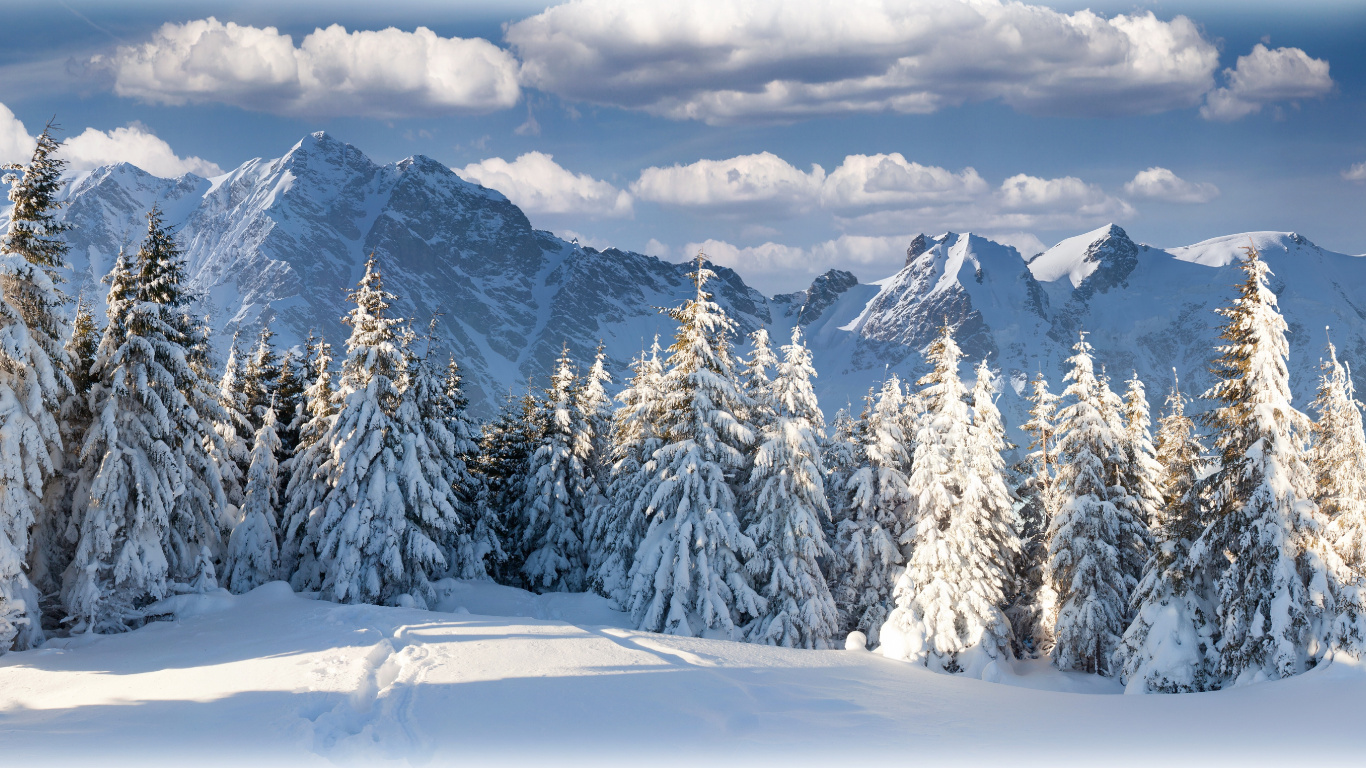 Pins et Montagnes Couverts de Neige Pendant la Journée. Wallpaper in 1366x768 Resolution