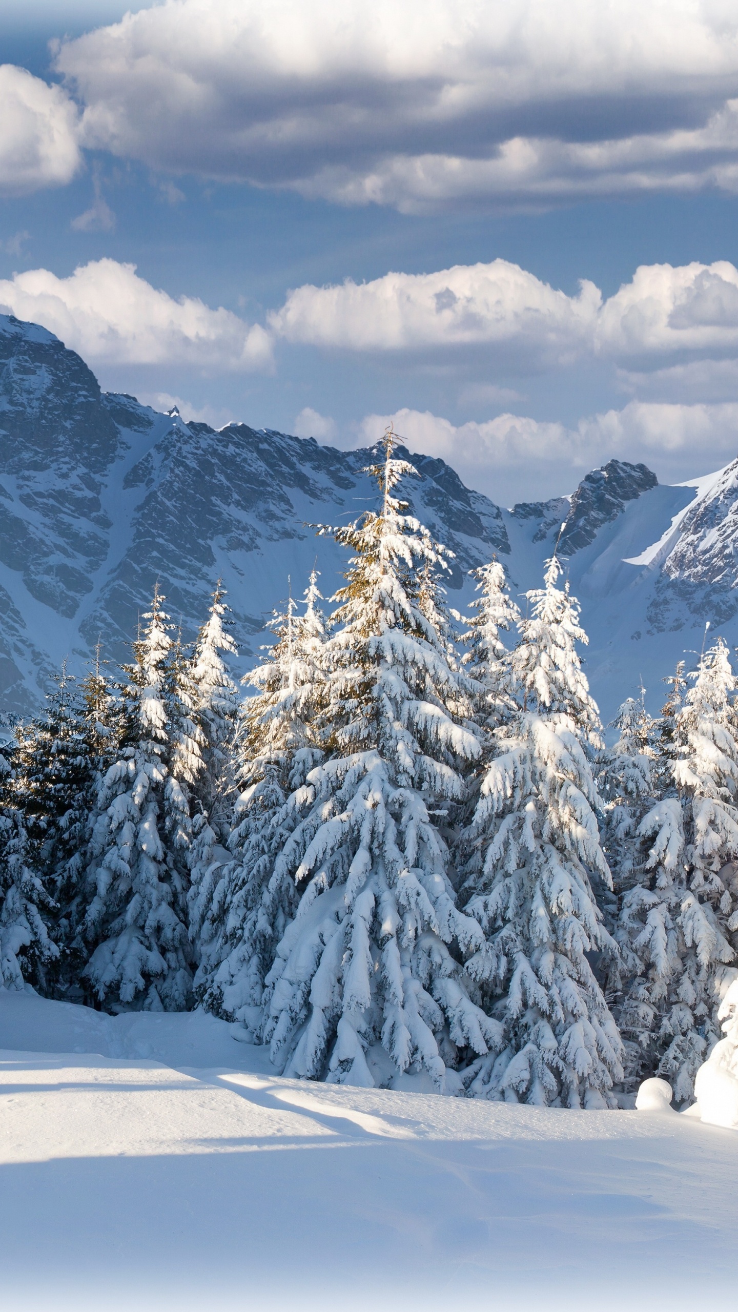 Pins et Montagnes Couverts de Neige Pendant la Journée. Wallpaper in 1440x2560 Resolution