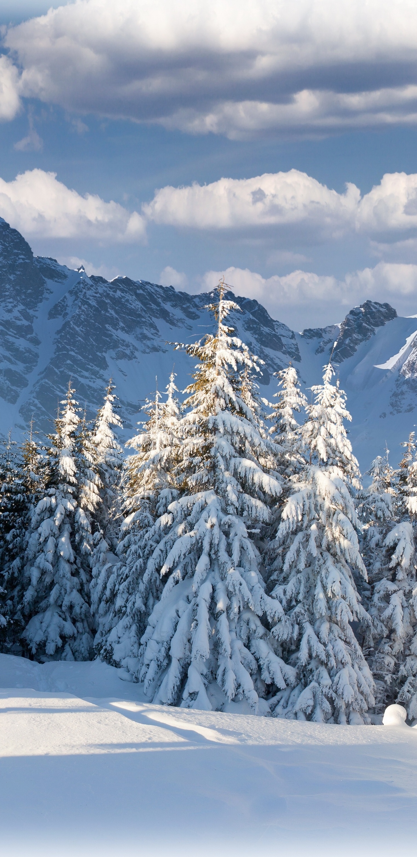 Pins et Montagnes Couverts de Neige Pendant la Journée. Wallpaper in 1440x2960 Resolution