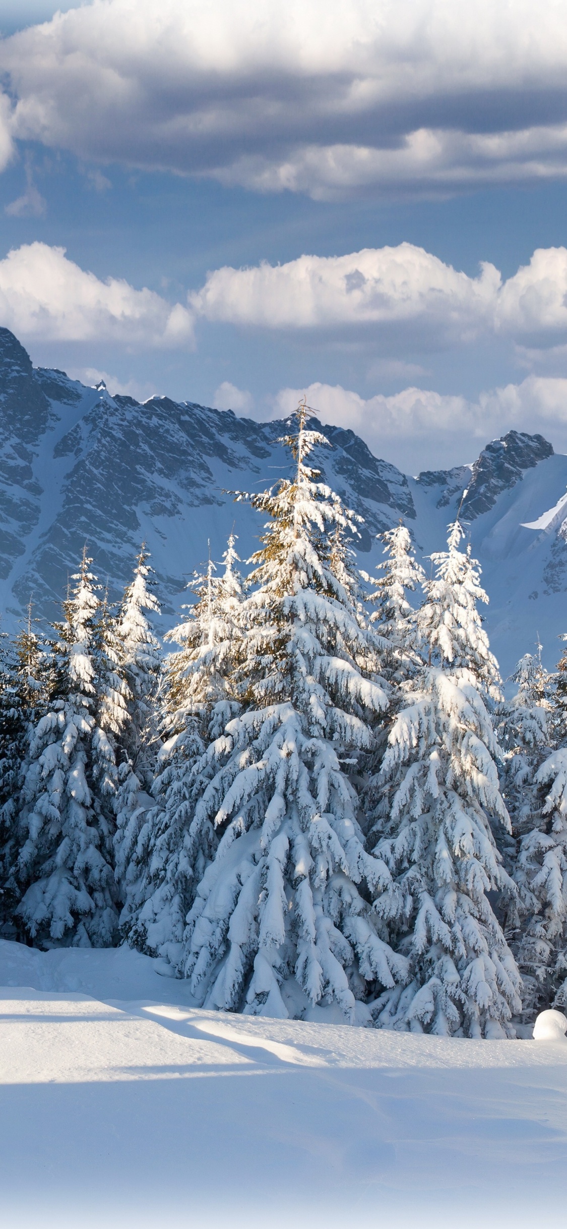 Pinos Cubiertos de Nieve y Montañas Durante el Día. Wallpaper in 1125x2436 Resolution