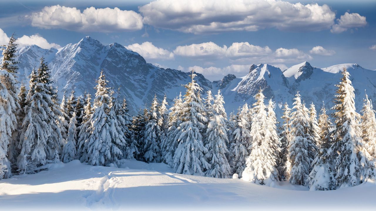 Schneebedeckte Kiefern Und Berge Tagsüber. Wallpaper in 1280x720 Resolution