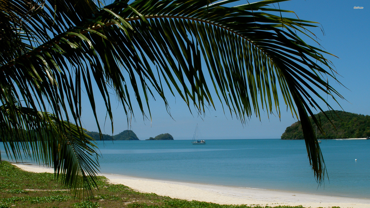 Green Palm Tree Near Body of Water During Daytime. Wallpaper in 1280x720 Resolution