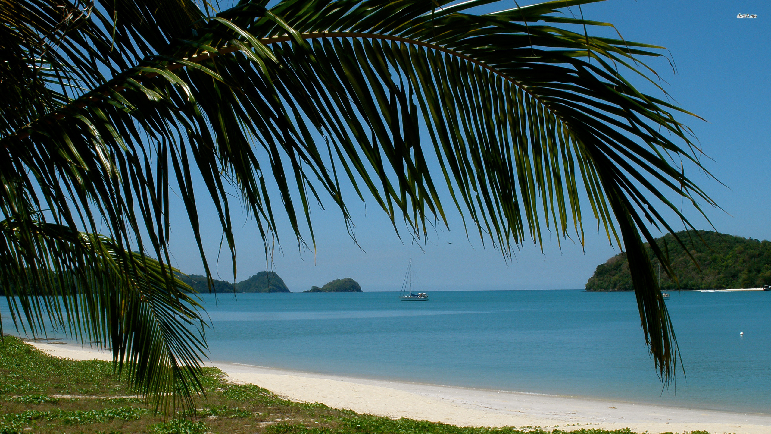 Green Palm Tree Near Body of Water During Daytime. Wallpaper in 2560x1440 Resolution