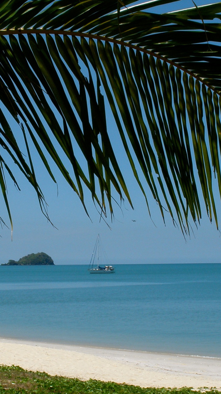 Green Palm Tree Near Body of Water During Daytime. Wallpaper in 720x1280 Resolution