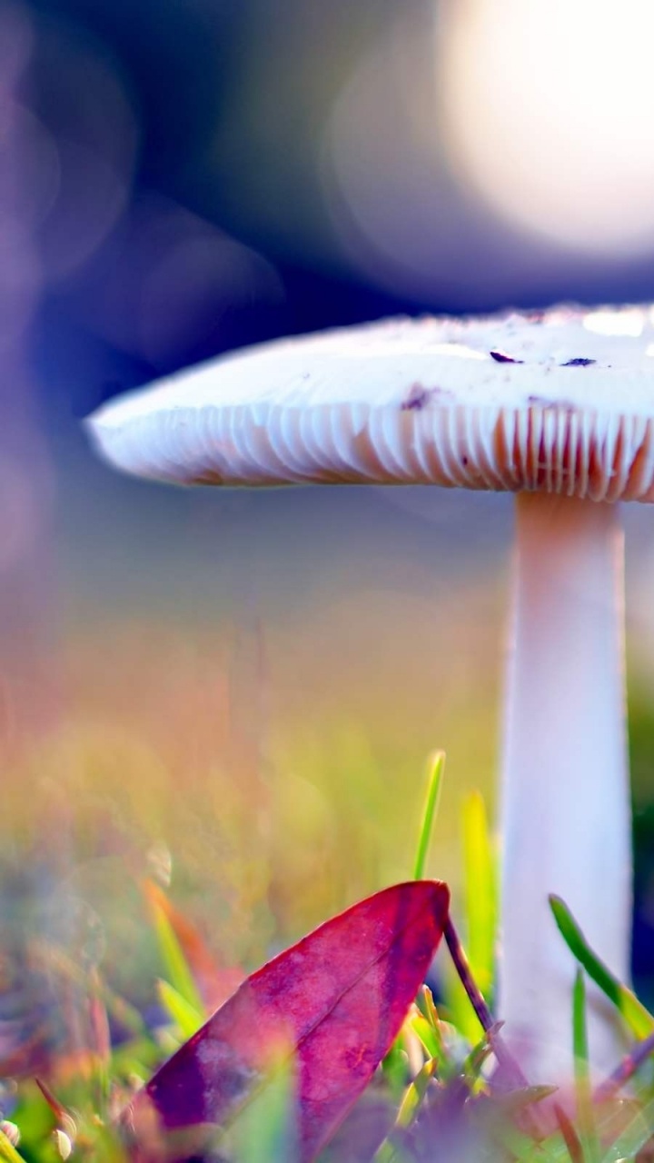 Champignon Blanc Dans L'herbe Verte Pendant la Journée. Wallpaper in 720x1280 Resolution