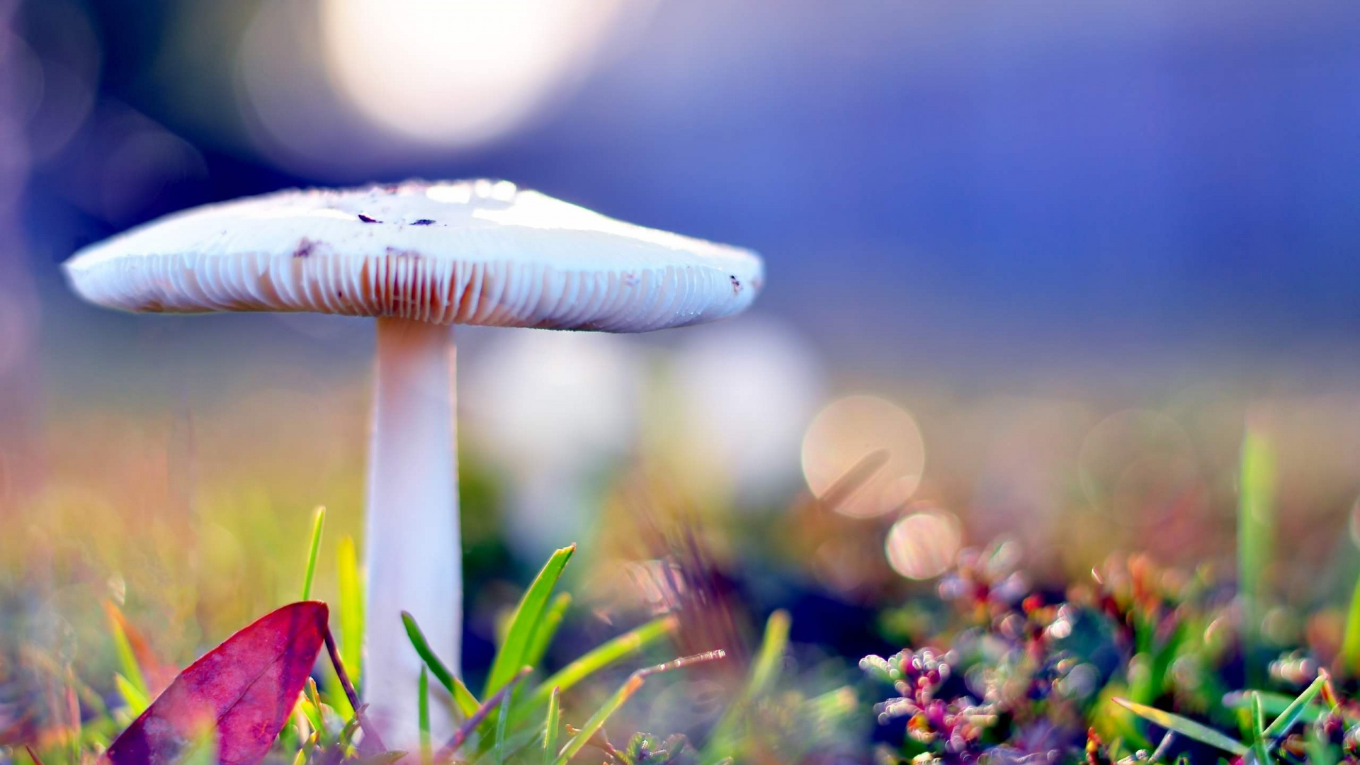 White Mushroom in Green Grass During Daytime. Wallpaper in 1920x1080 Resolution