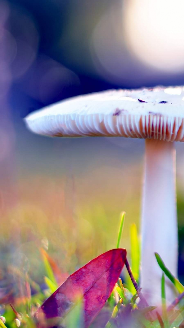 White Mushroom in Green Grass During Daytime. Wallpaper in 750x1334 Resolution