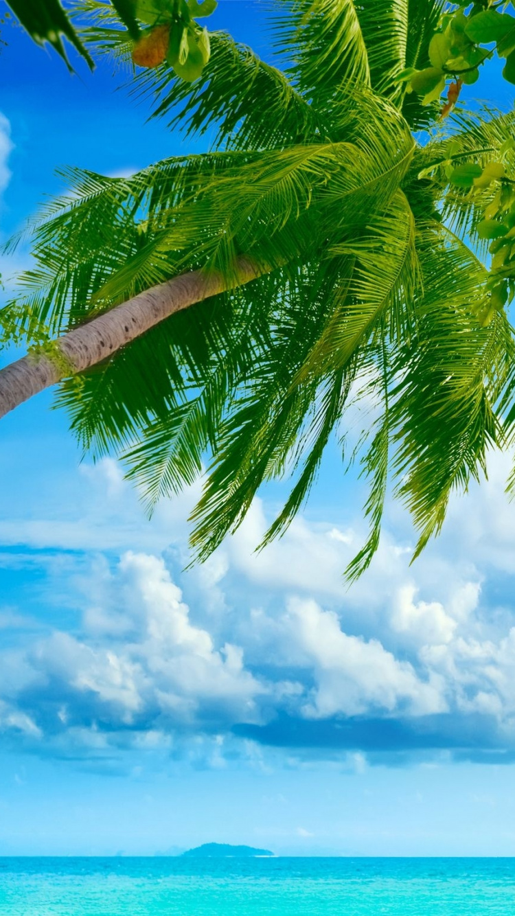 Palmera Verde Cerca Del Mar Bajo Nubes Blancas y Cielo Azul Durante el Día. Wallpaper in 750x1334 Resolution