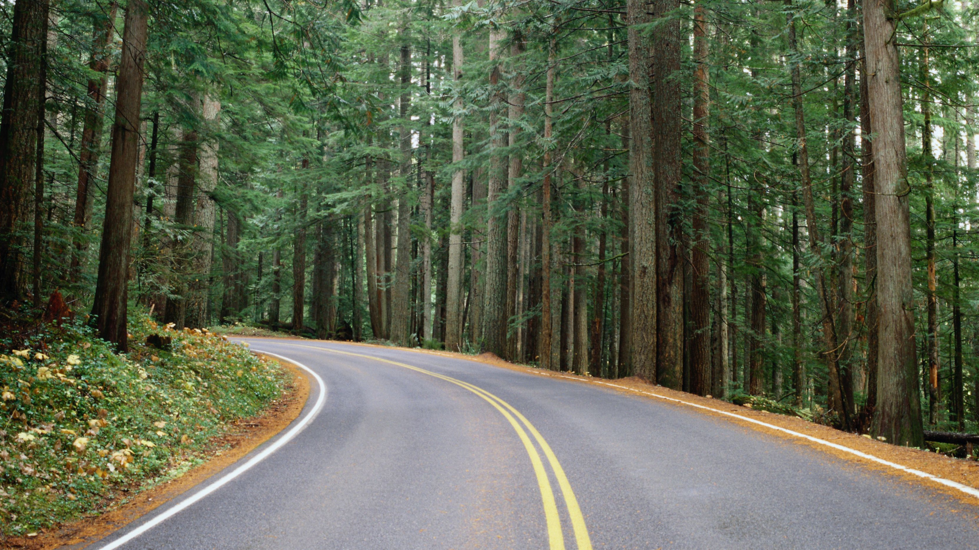 Gray Concrete Road in Between Green Trees During Daytime. Wallpaper in 1920x1080 Resolution
