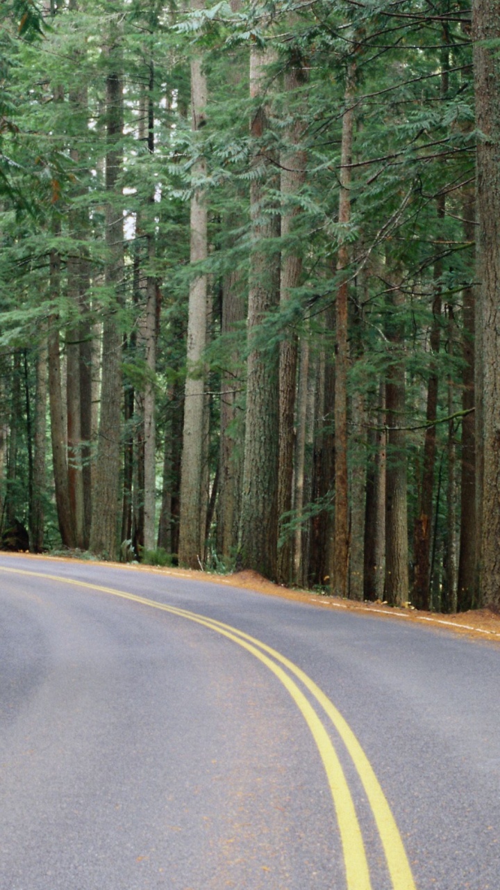 Gray Concrete Road in Between Green Trees During Daytime. Wallpaper in 720x1280 Resolution