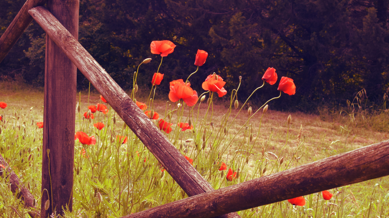 Champ de Fleurs Rouges Pendant la Journée. Wallpaper in 1280x720 Resolution