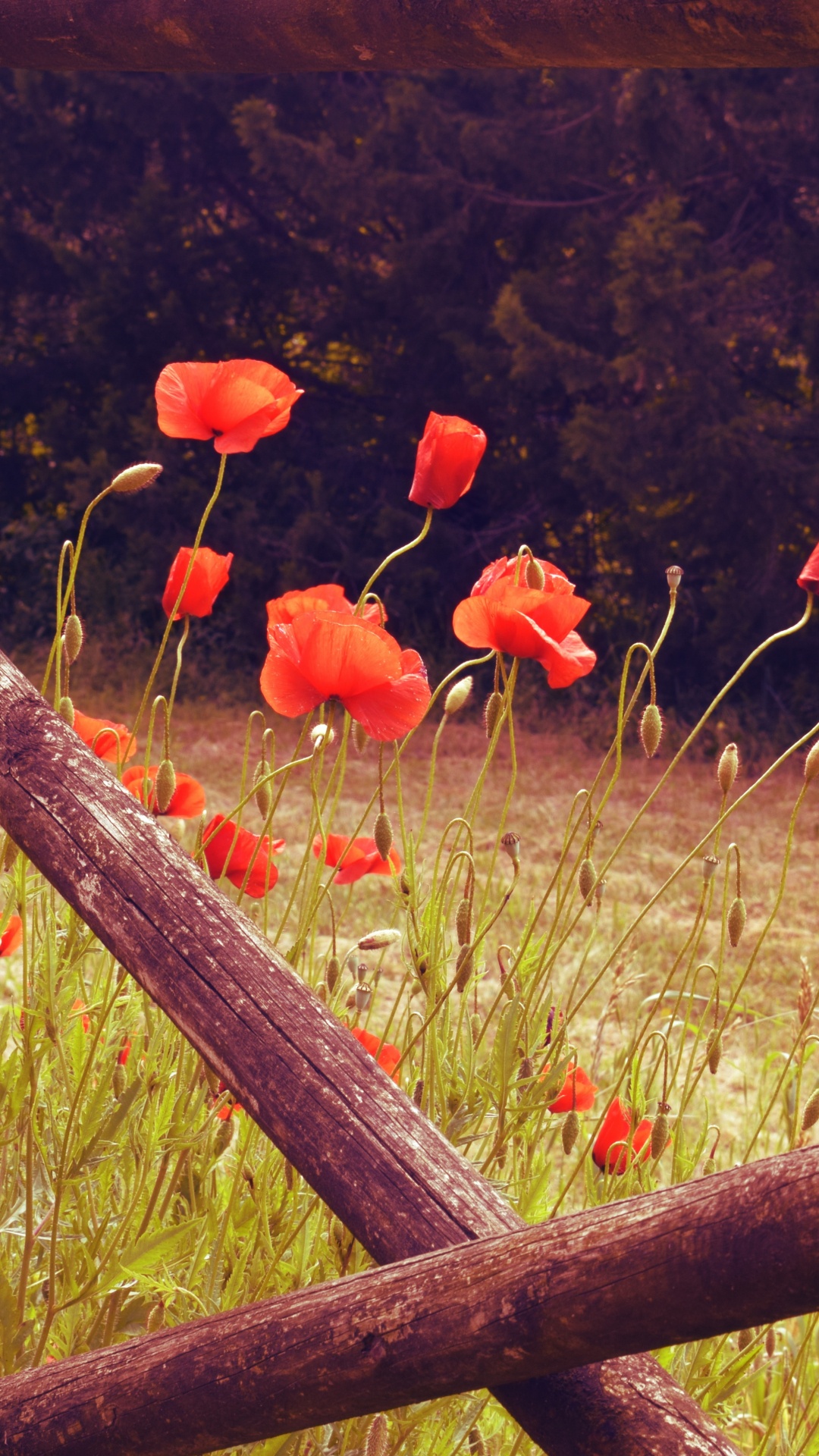 Red Flower Field During Daytime. Wallpaper in 1080x1920 Resolution