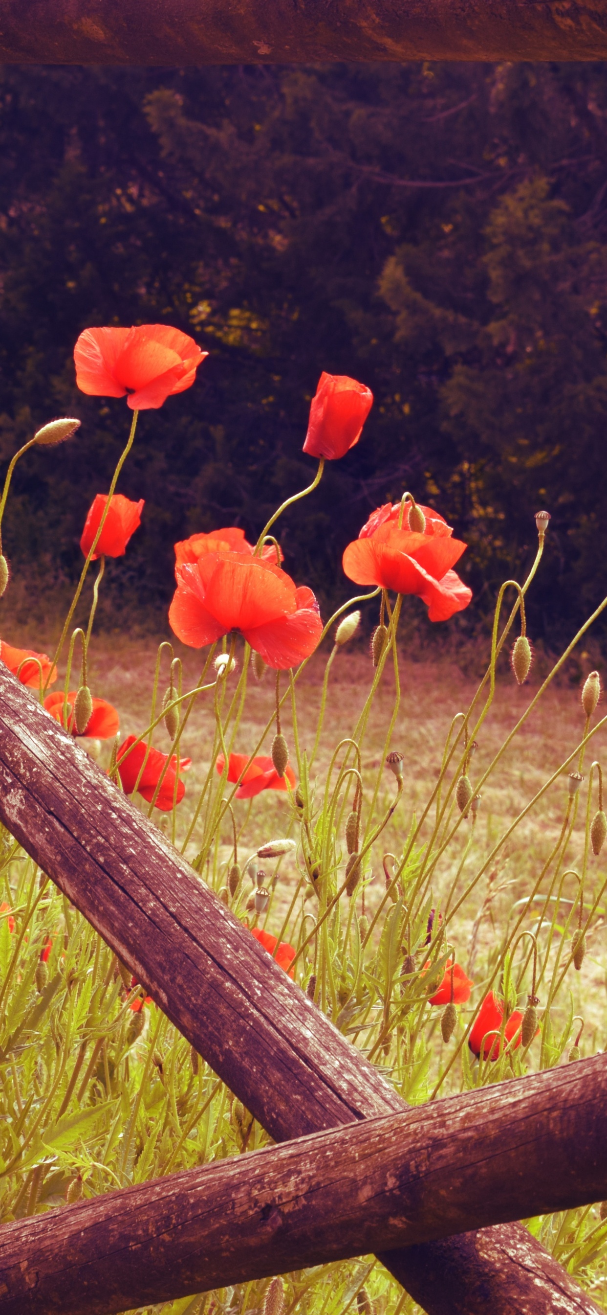 Red Flower Field During Daytime. Wallpaper in 1242x2688 Resolution